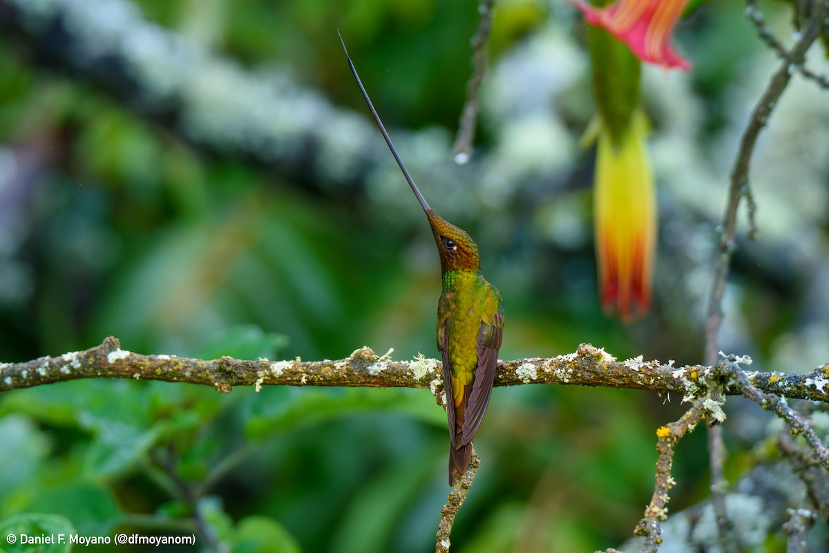 Sword-billed Hummingbird - ML646876615