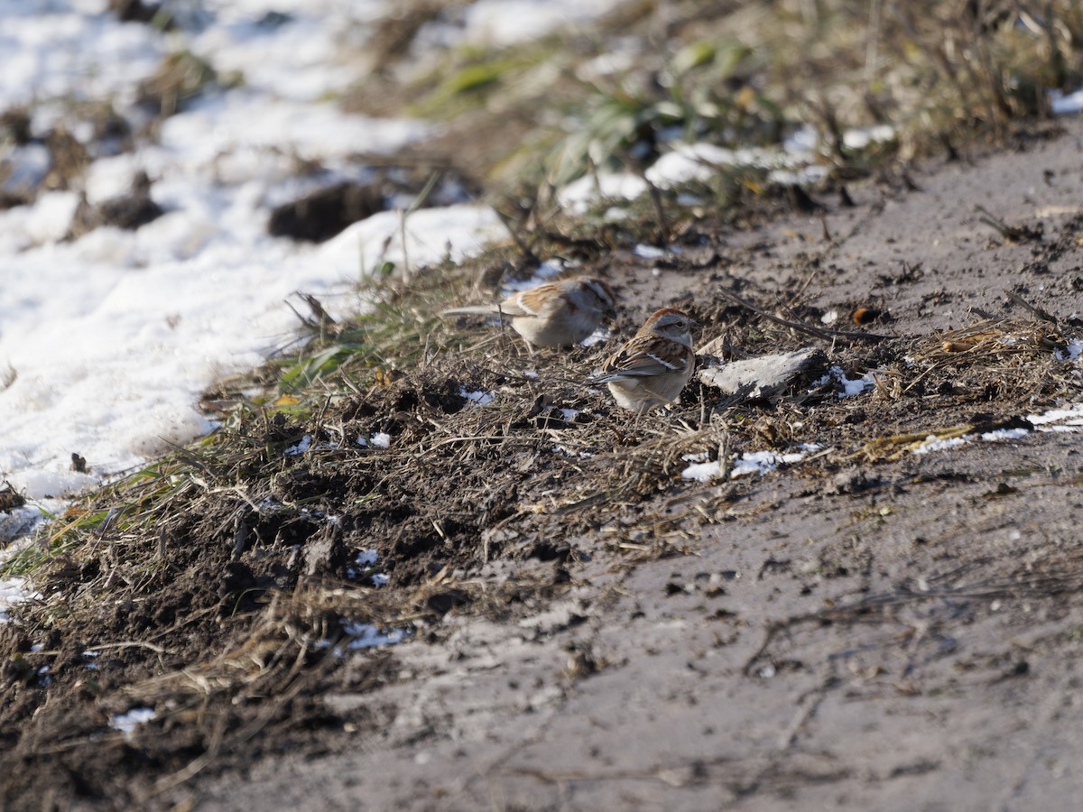 American Tree Sparrow - ML646876616