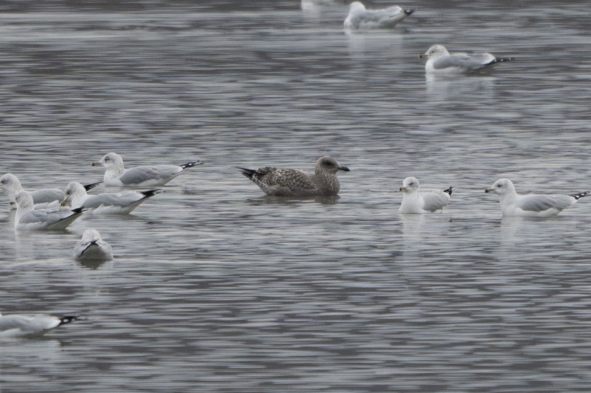 Gaviota Argéntea Americana - ML646876619