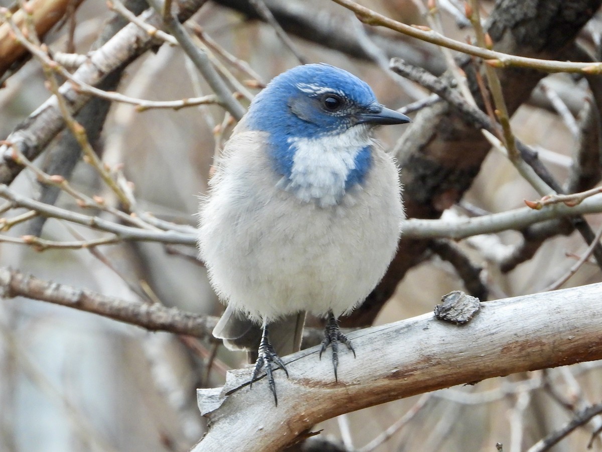 Калифорнийская сойка - ML646876620