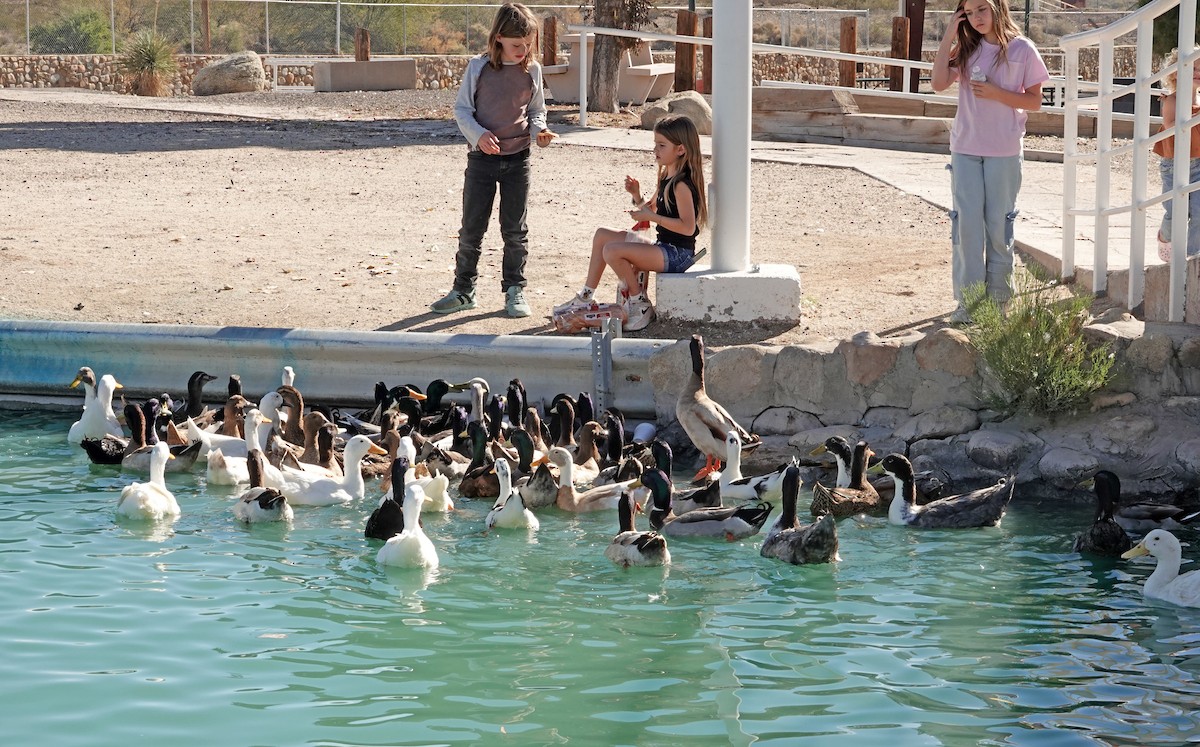 Anatra germanata - ML646876622