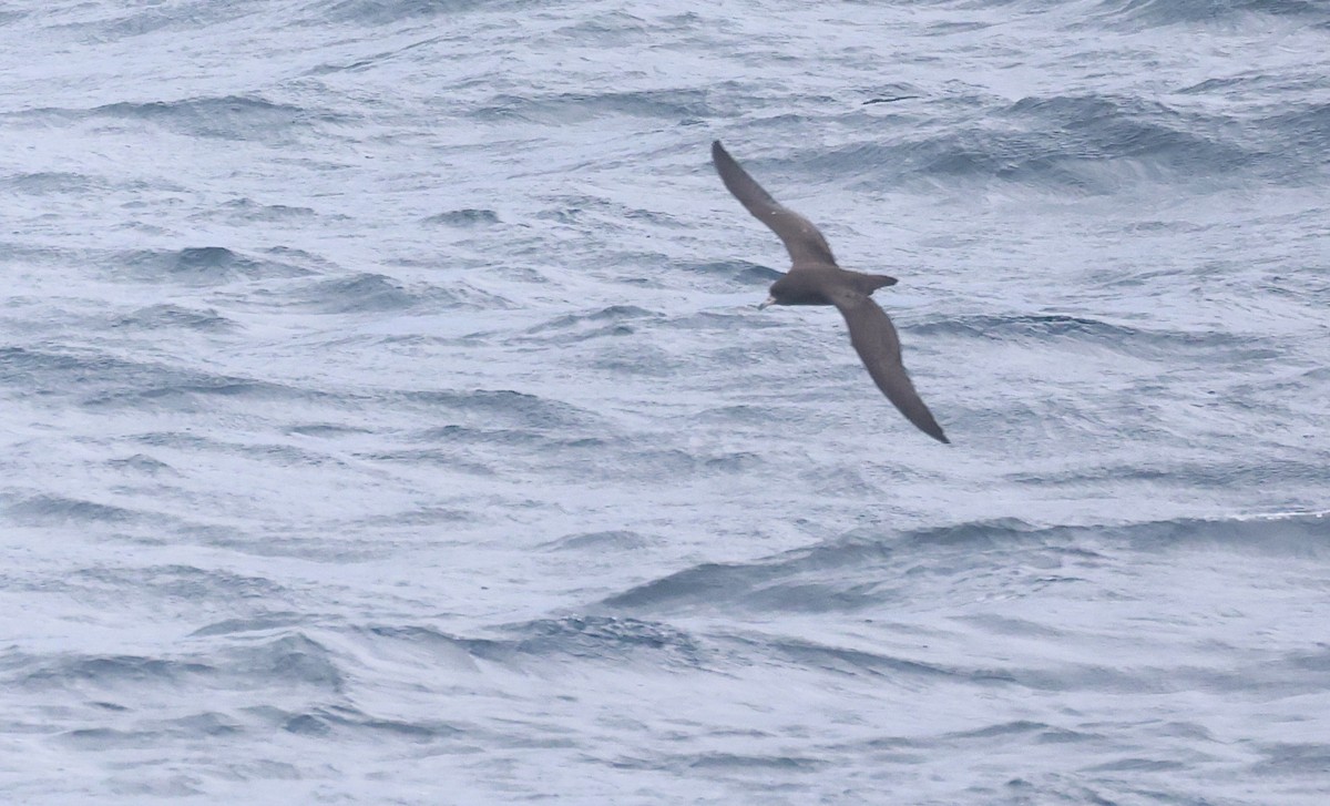 Буревісник чорний - ML646876623