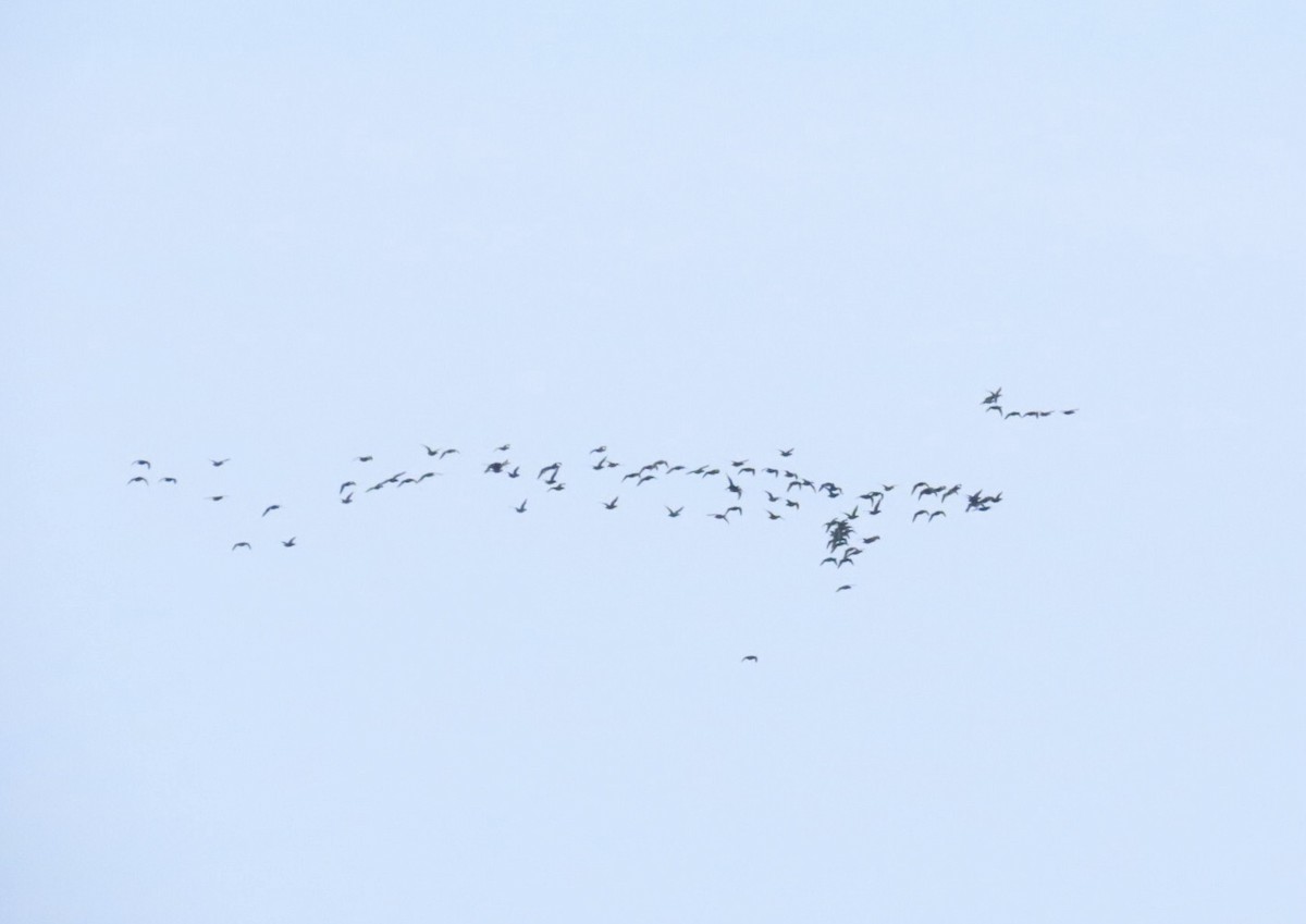 Black Scoter - ML646876624