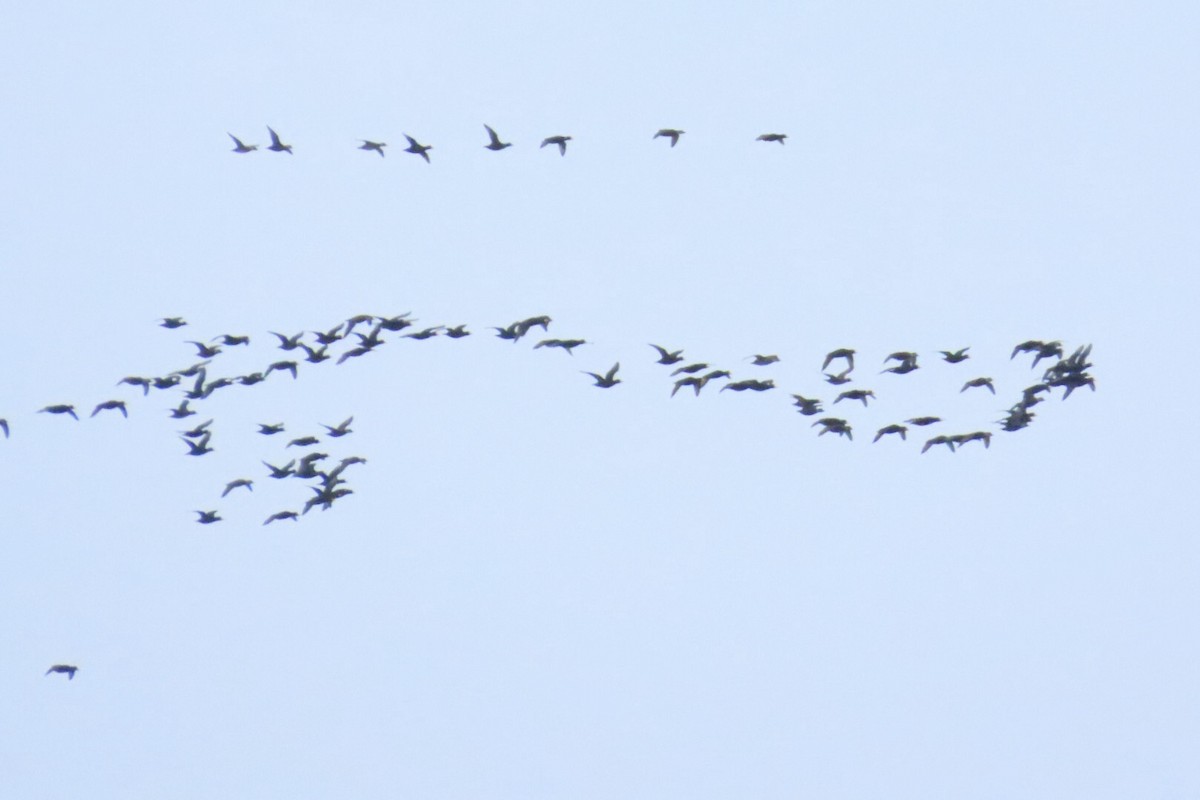 Black Scoter - ML646876625