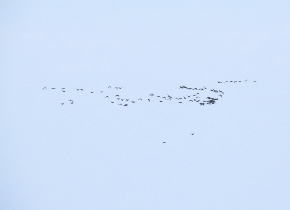 Black Scoter - ML646876626