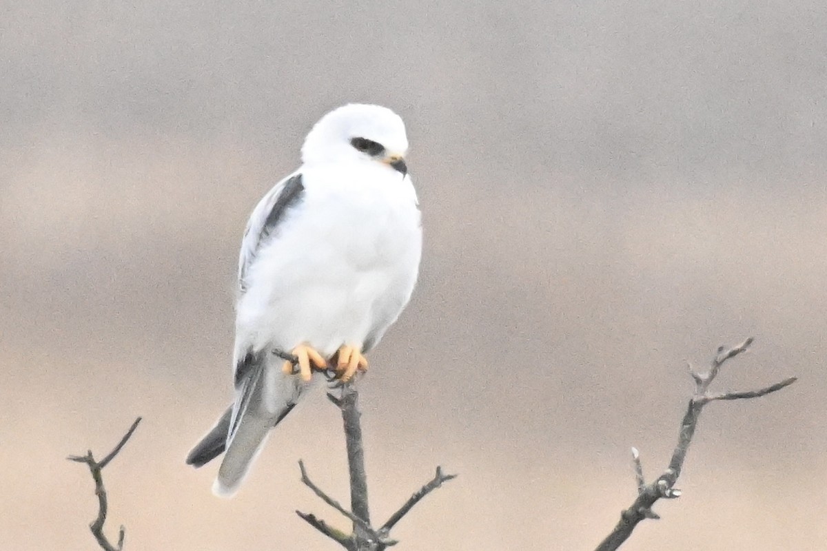 White-tailed Kite - ML646876627