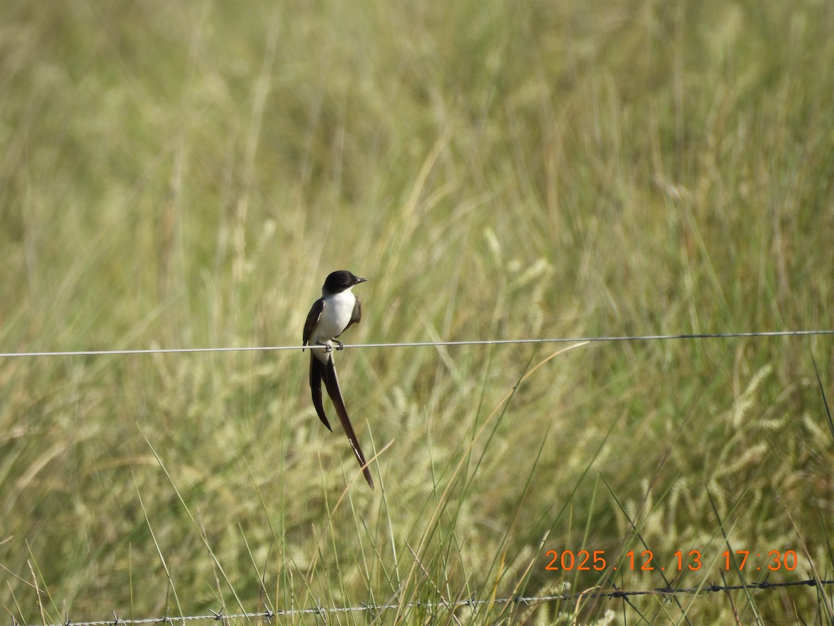 Fork-tailed Flycatcher - ML646876631