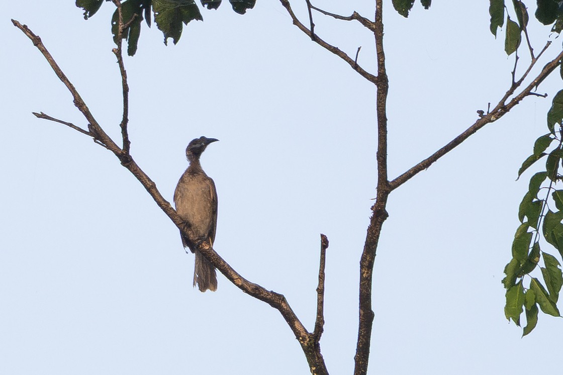 Helmeted Friarbird - ML646876632