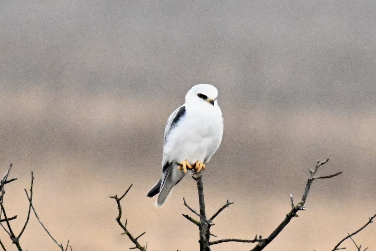 White-tailed Kite - ML646876637