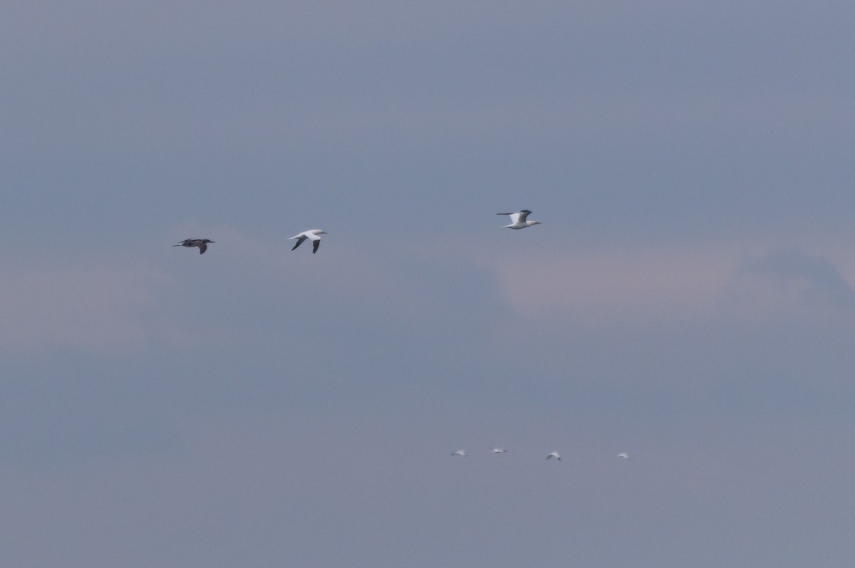 Basstölpel - ML646876639