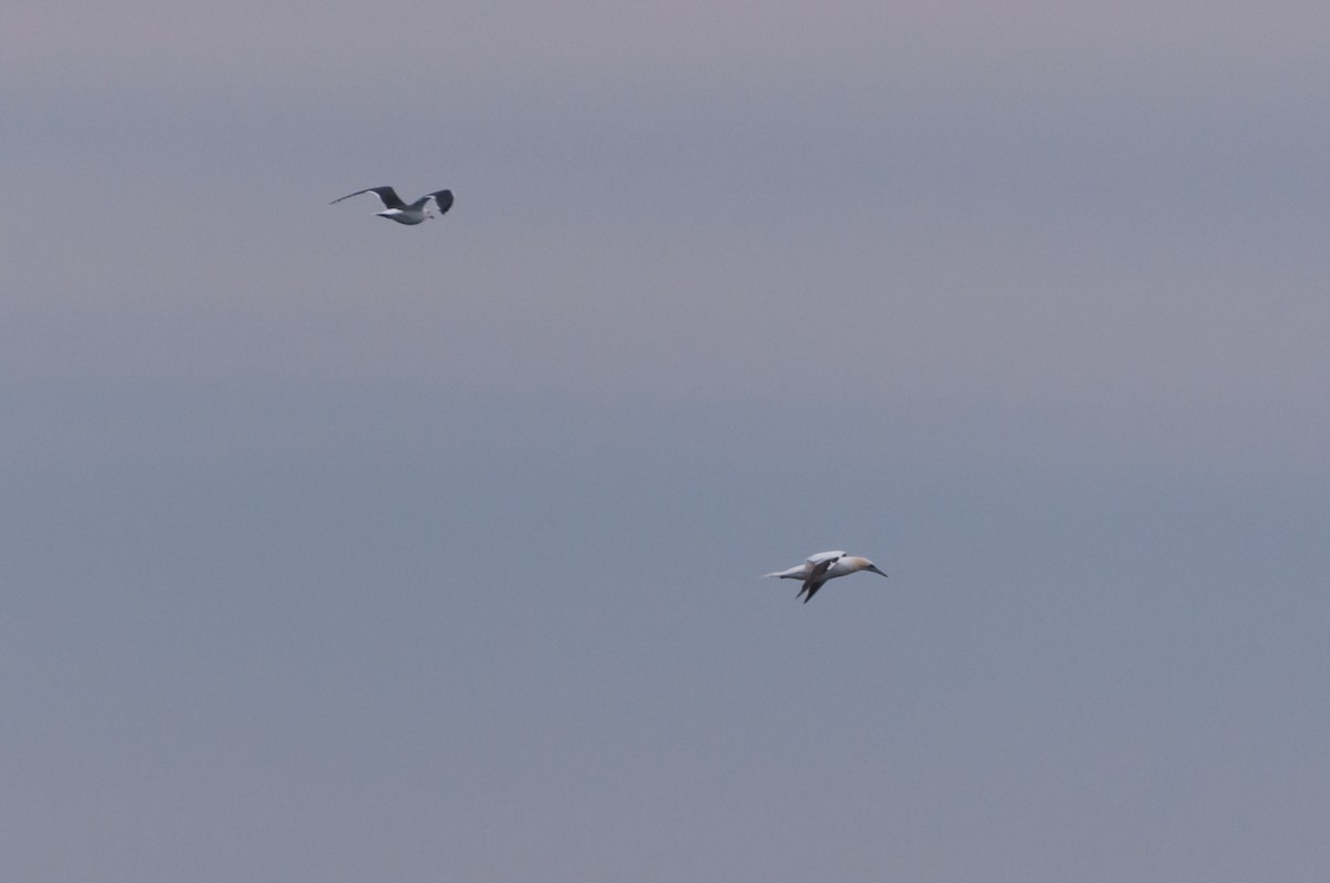 Basstölpel - ML646876640