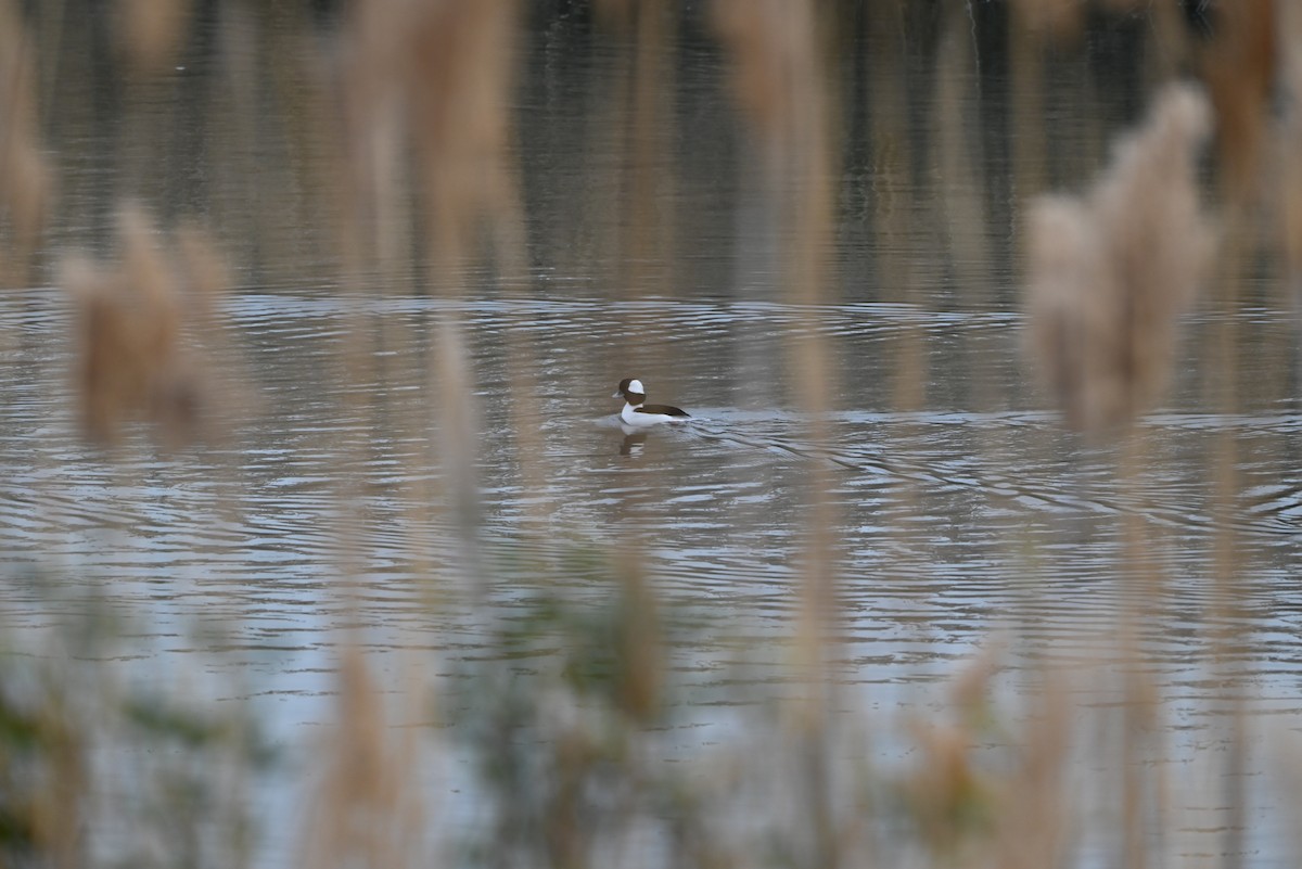 Bufflehead - ML646876643