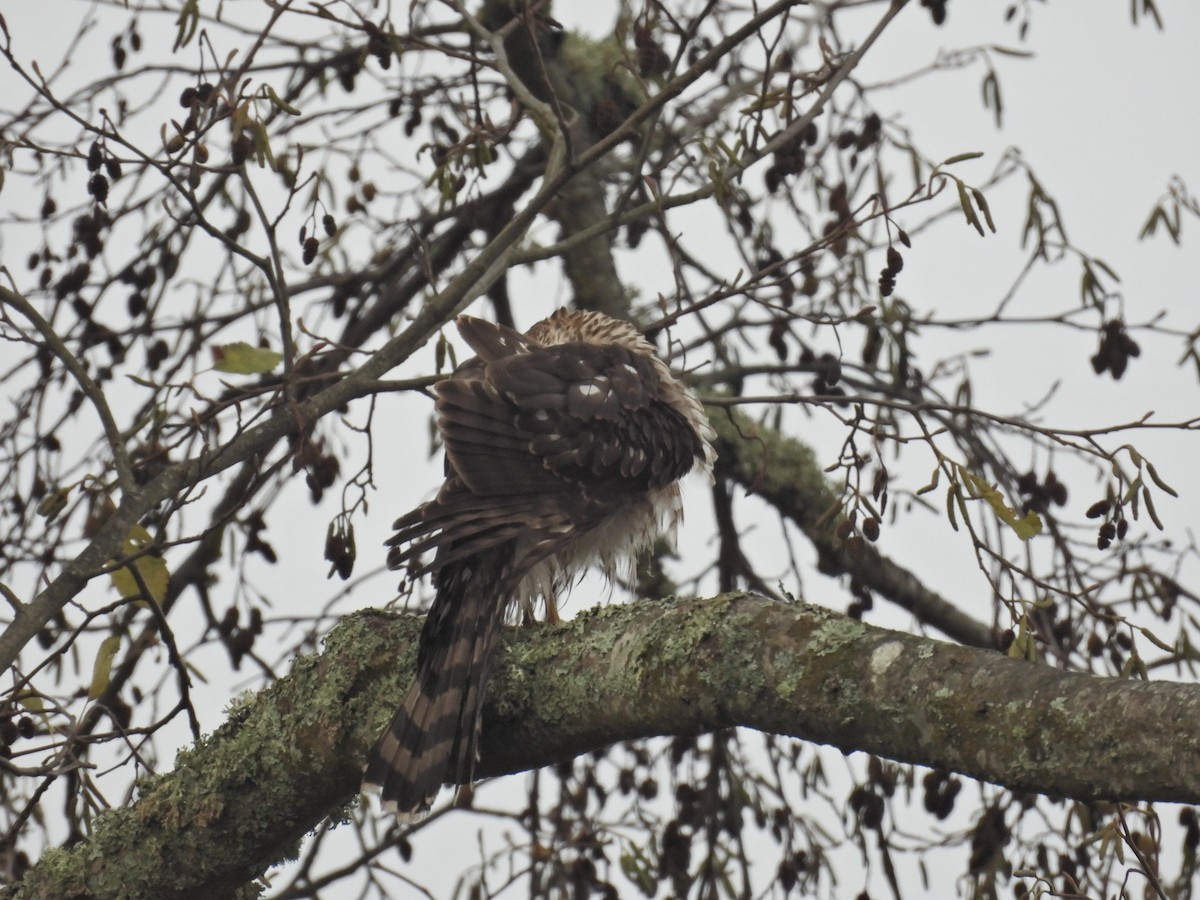 jestřáb americký - ML646876668