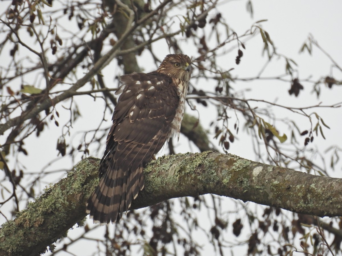 jestřáb americký - ML646876669