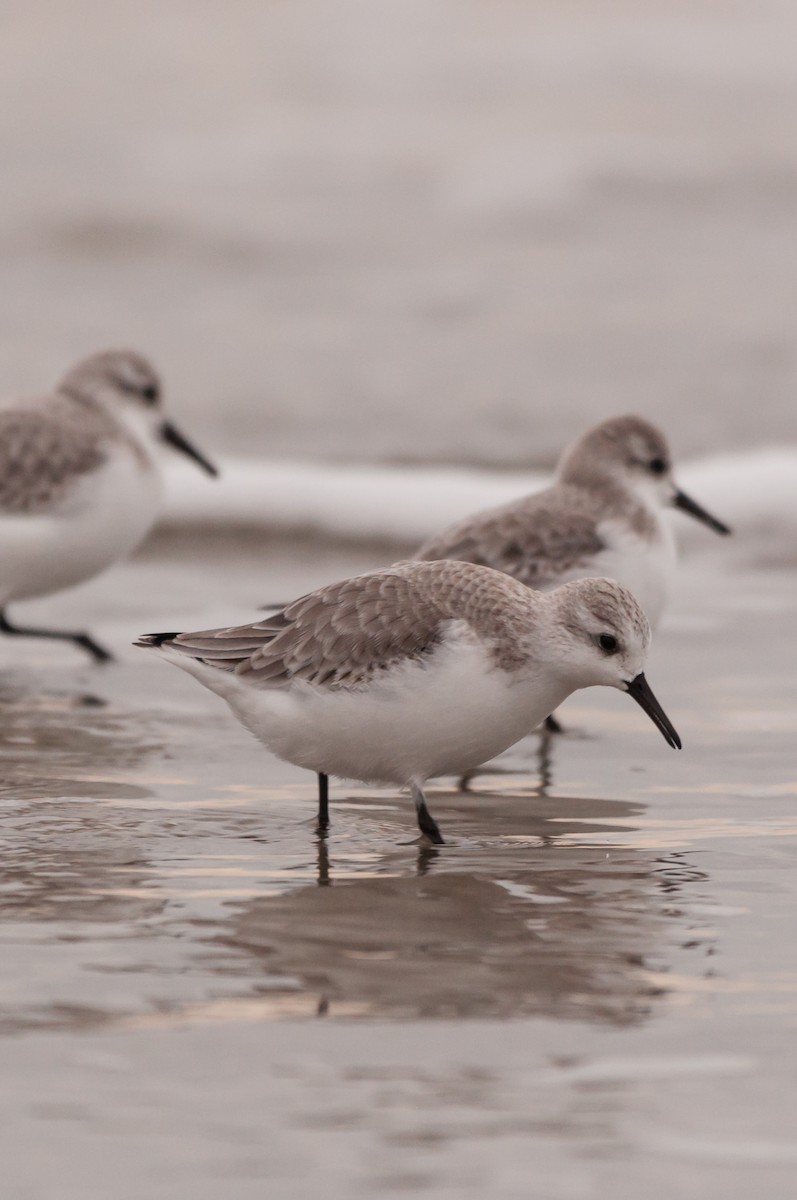 Sanderling - ML646876670