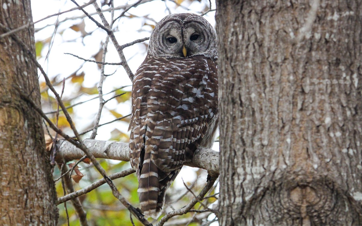 Barred Owl - ML646876673