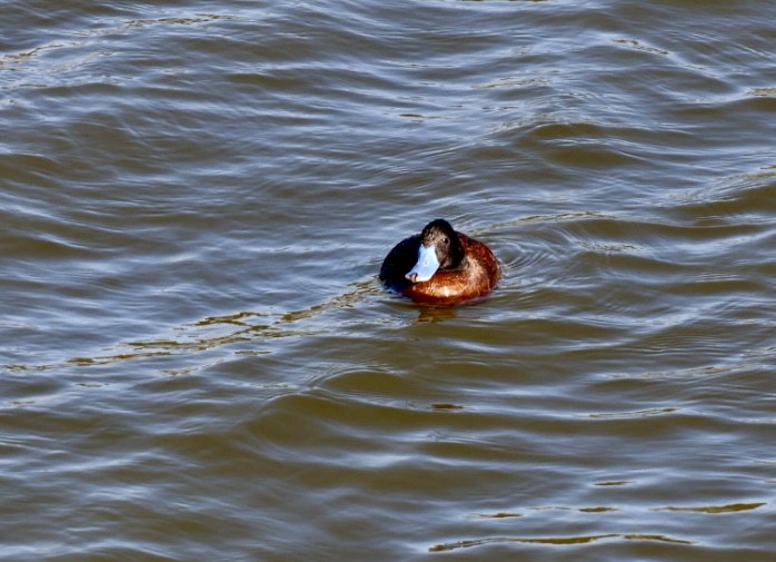 Lake Duck - ML646876678