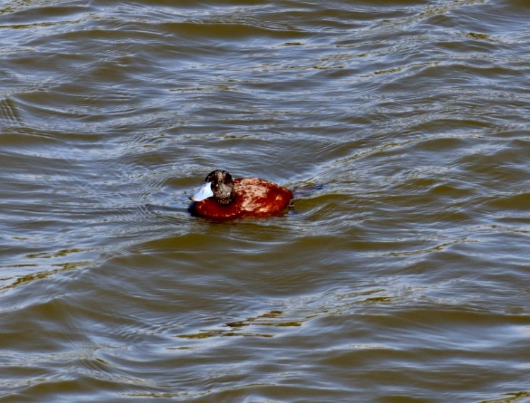 Lake Duck - ML646876679