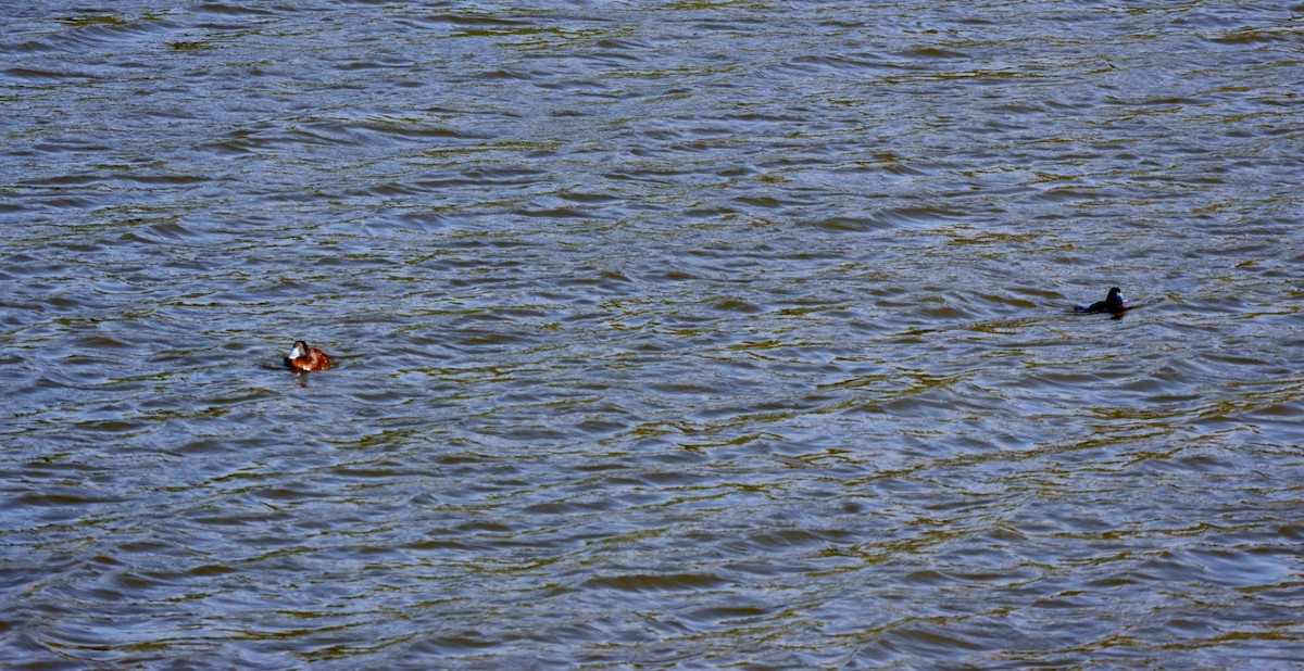 Lake Duck - ML646876680