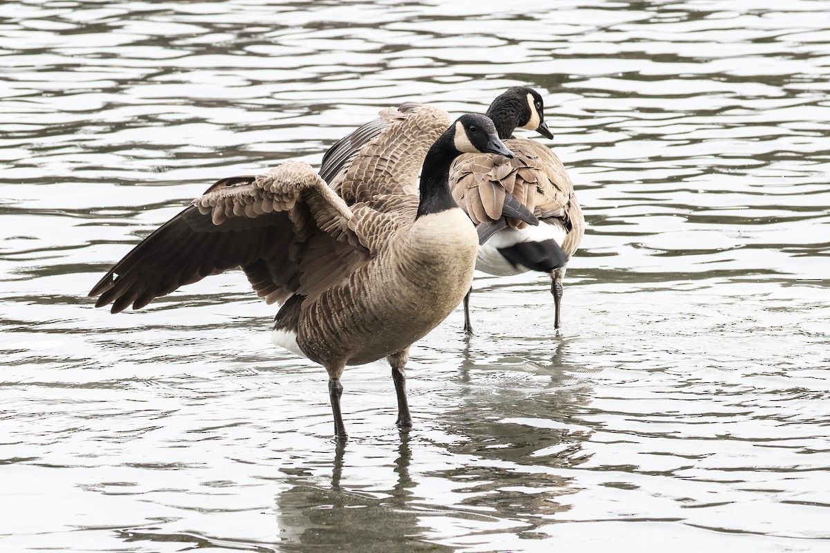 Canada Goose - ML646876682