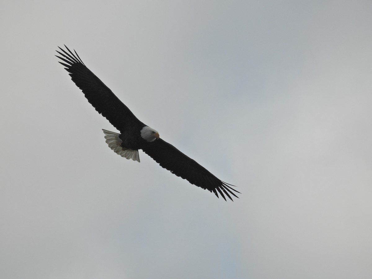 Bald Eagle - ML646876683