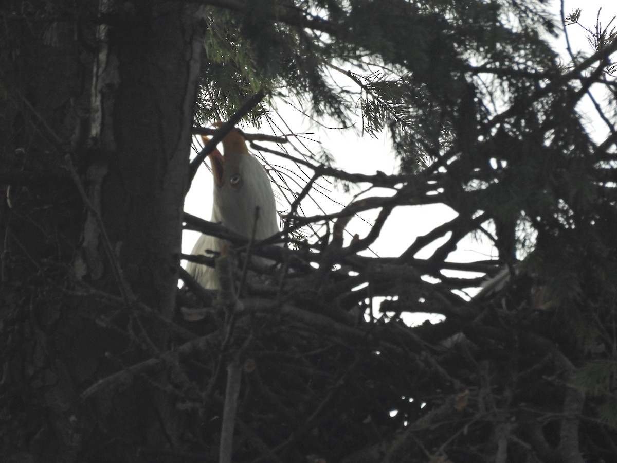 Bald Eagle - ML646876685