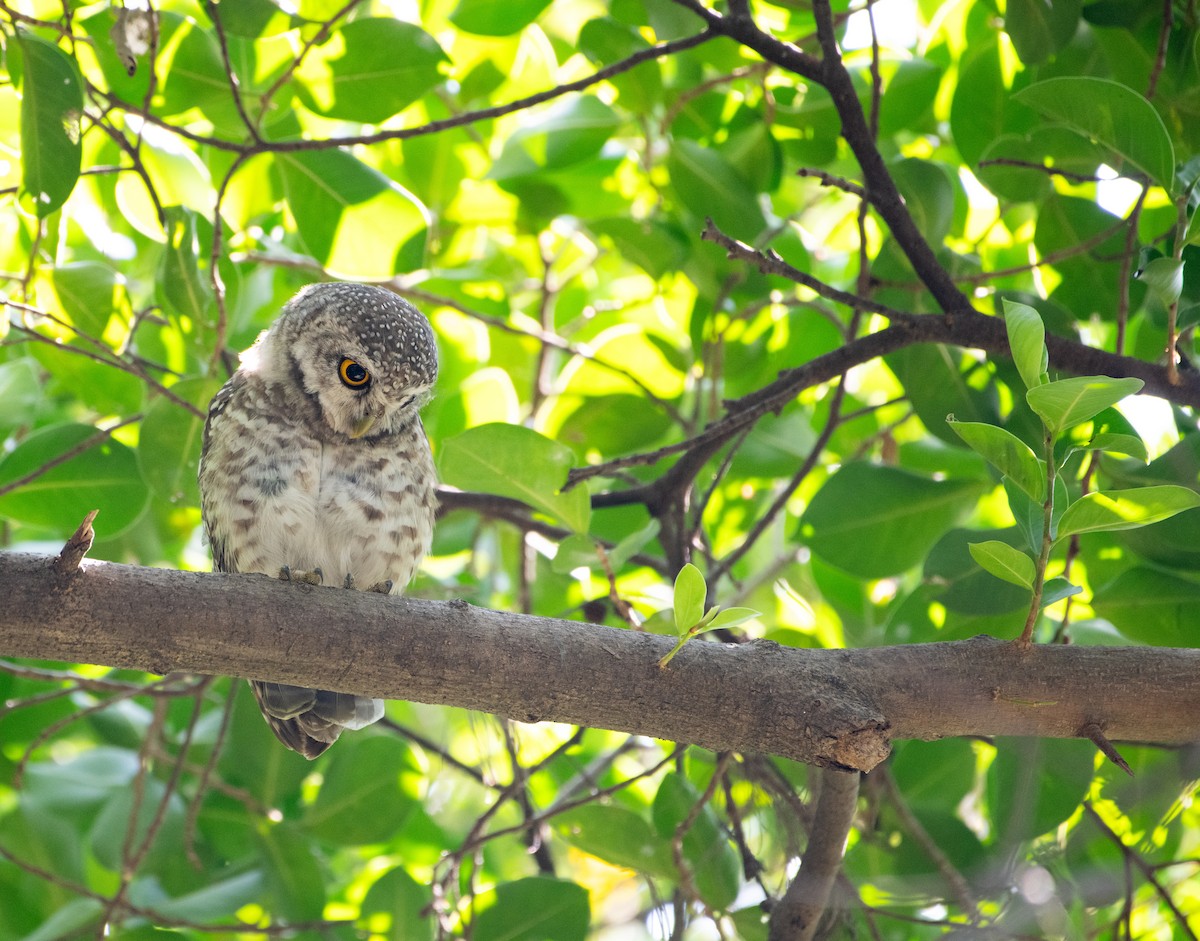 Hint Kukumavı - ML646876688