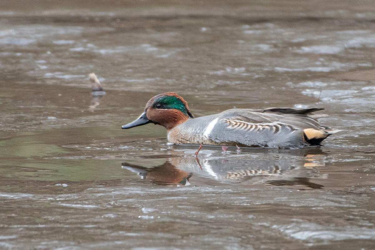 Ногоохон нугас - ML646876690