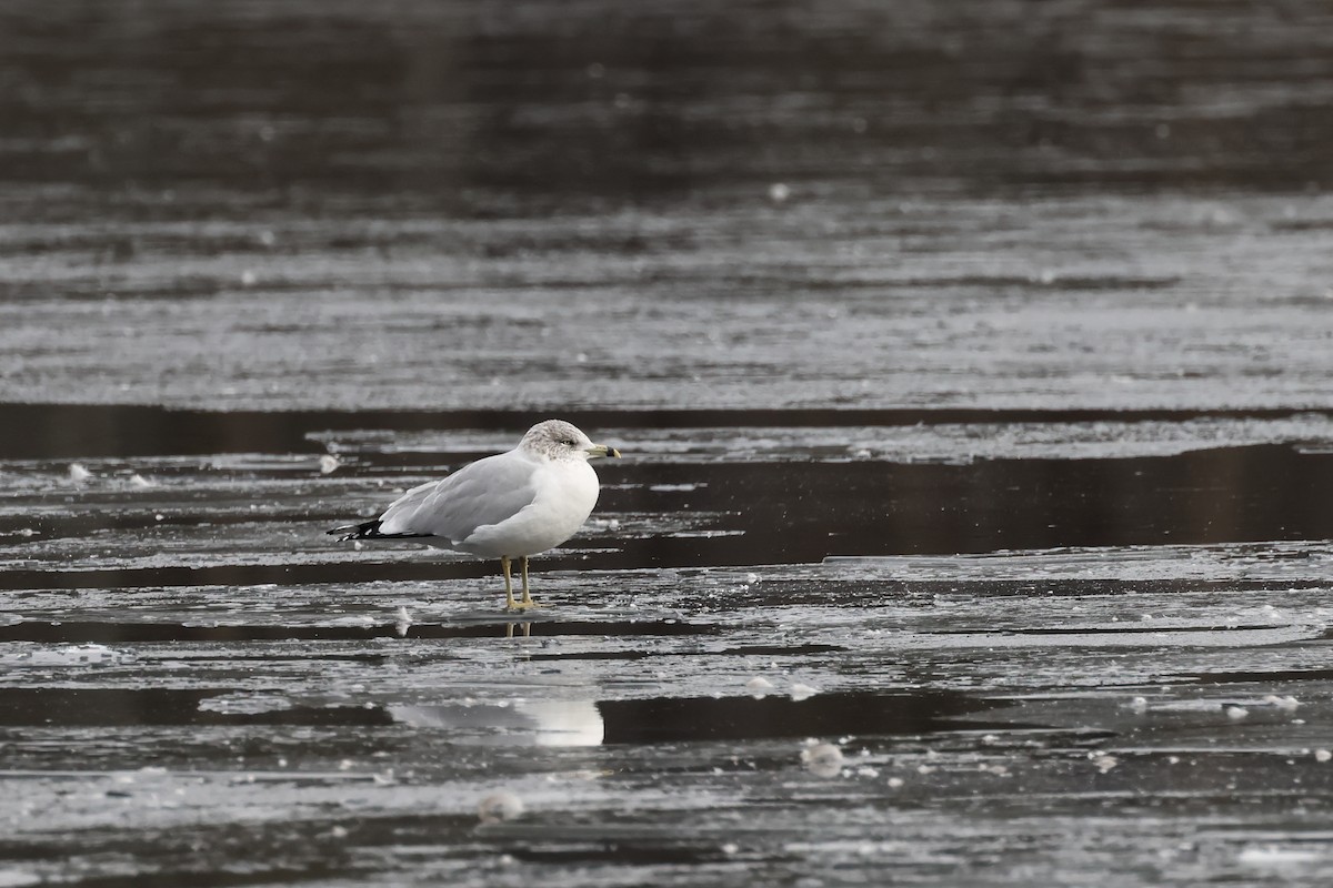 Ring-billed Gull - ML646876694