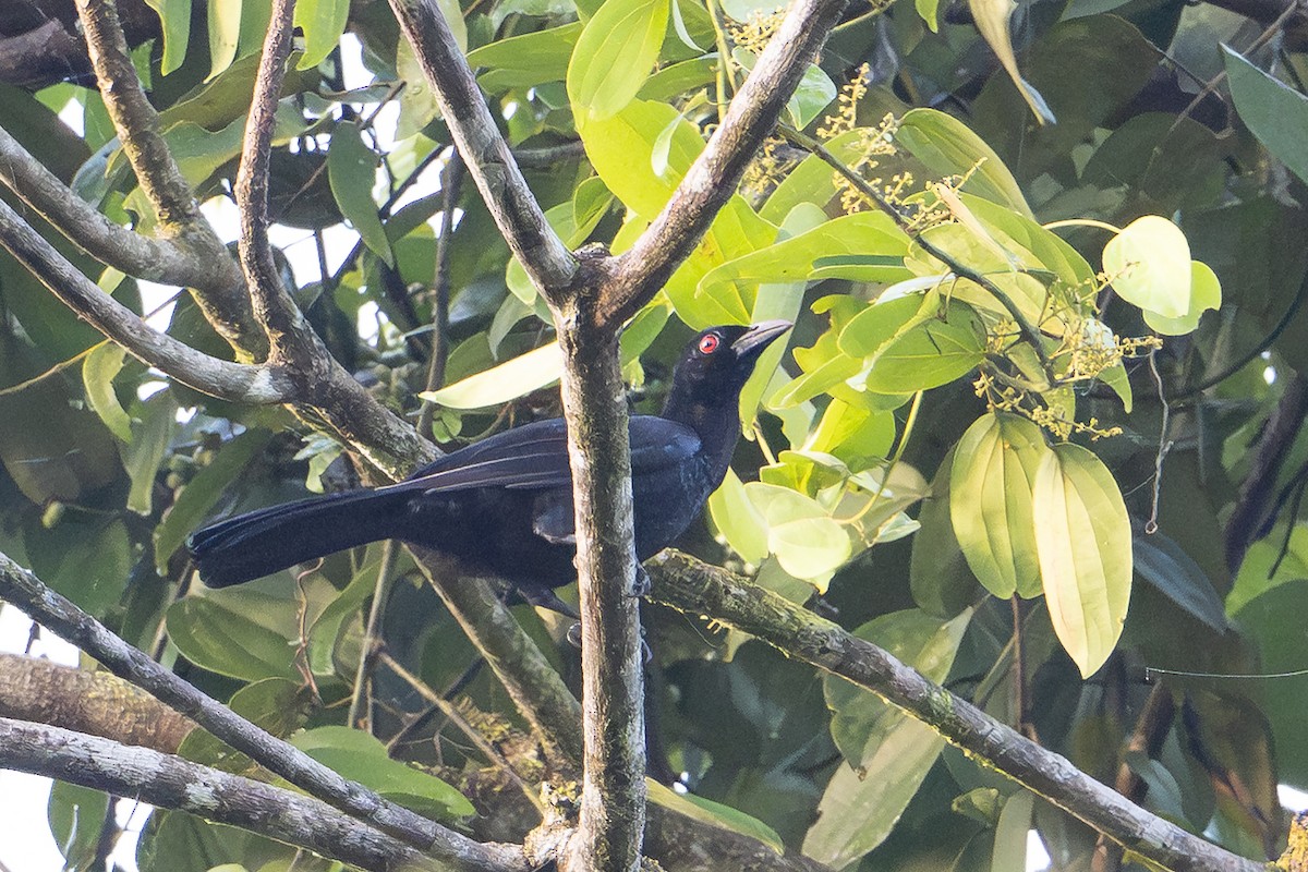 Glossy-mantled Manucode - ML646876700