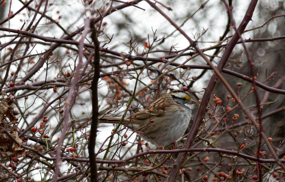 White-throated Sparrow - ML646876702