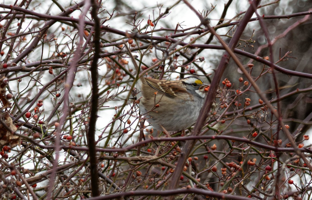 White-throated Sparrow - ML646876703
