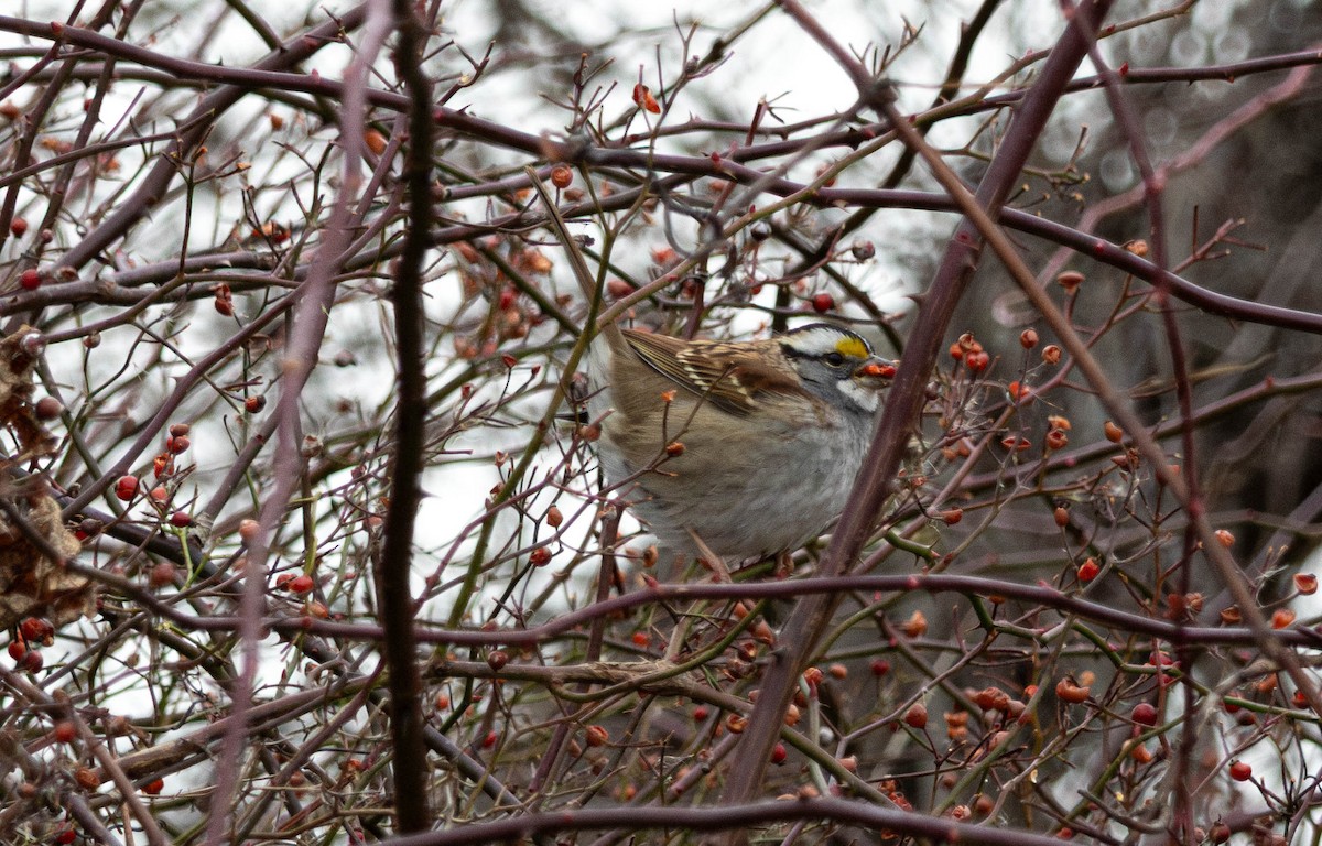 White-throated Sparrow - ML646876704