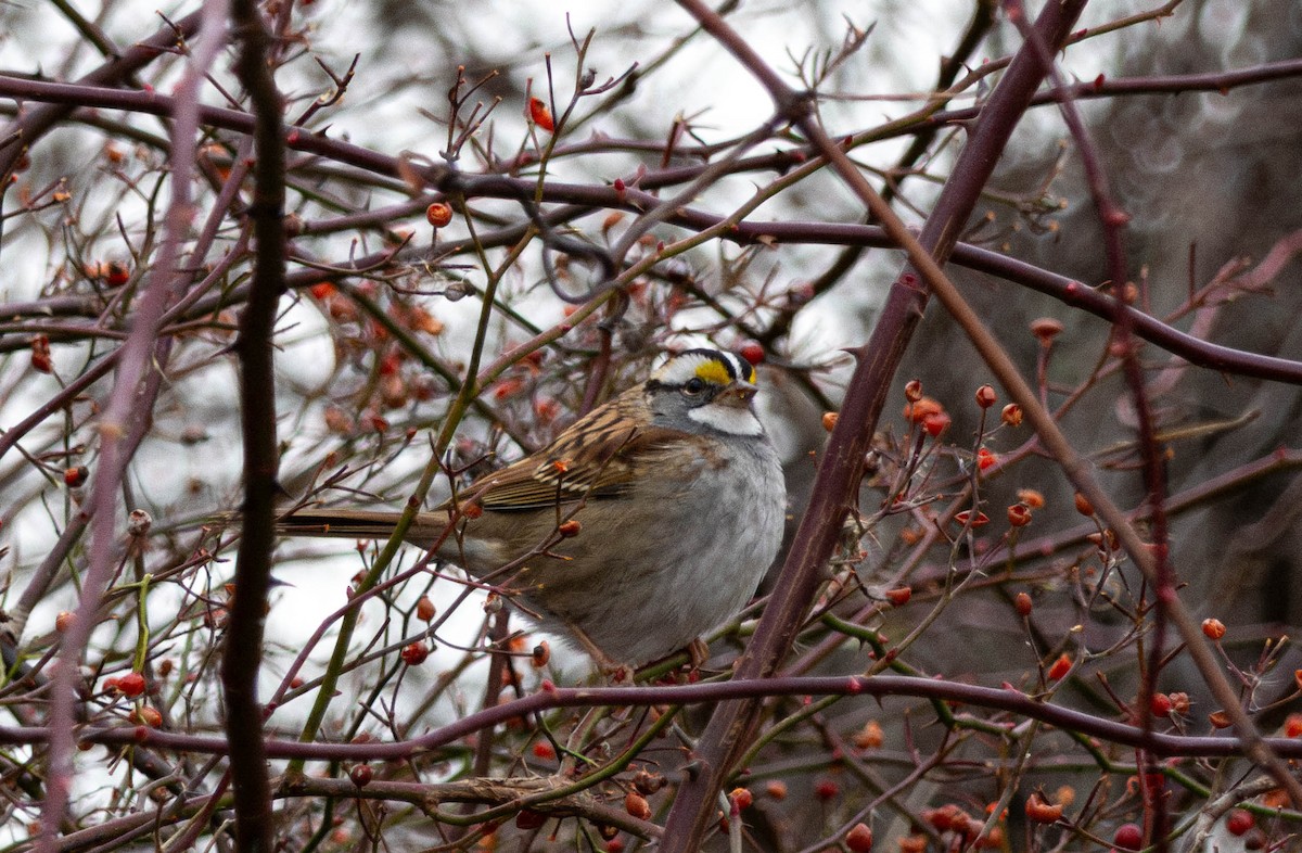 White-throated Sparrow - ML646876705