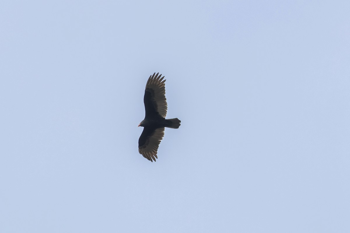 Turkey Vulture - ML646876706