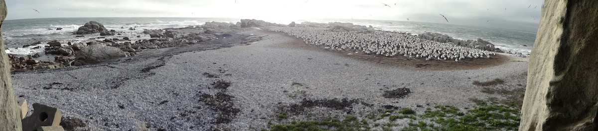 Cape Gannet - ML646876707