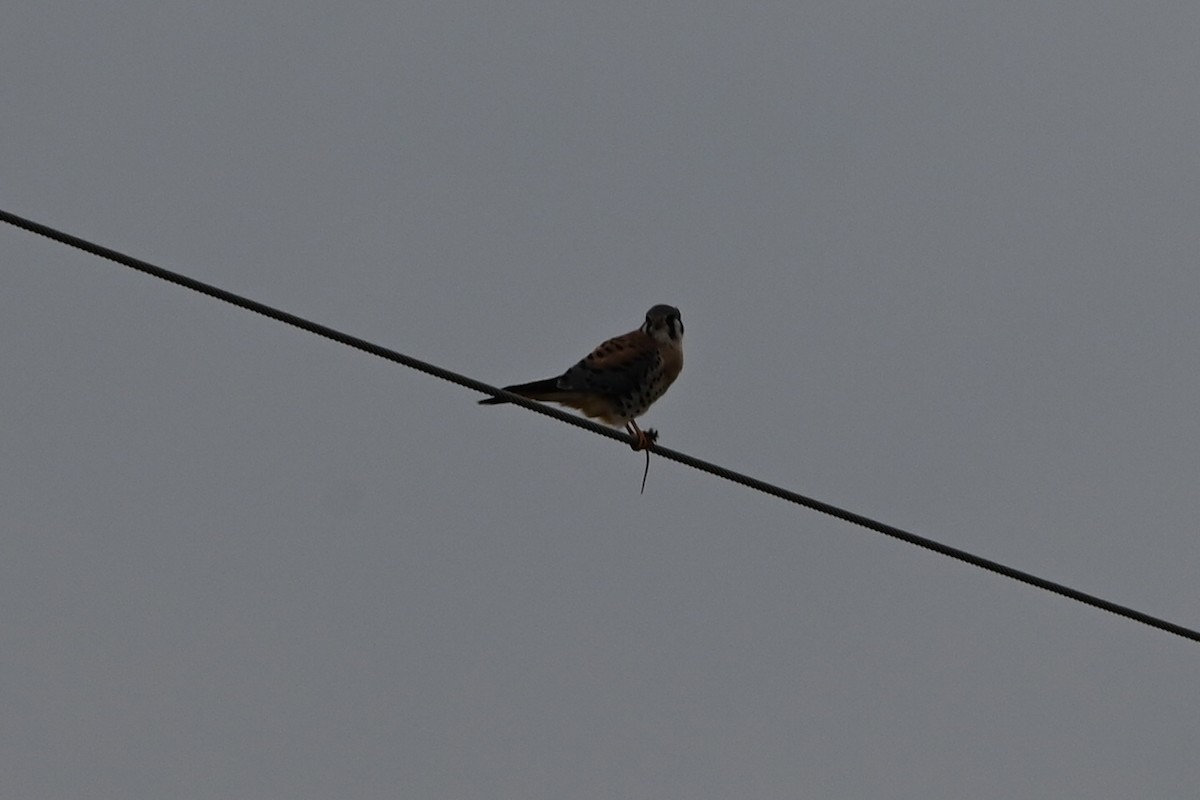 American Kestrel - ML646876713