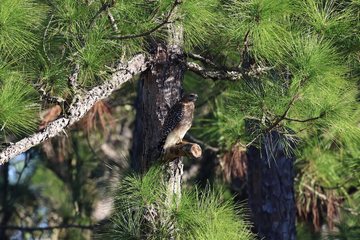 Red-shouldered Hawk - ML646876718