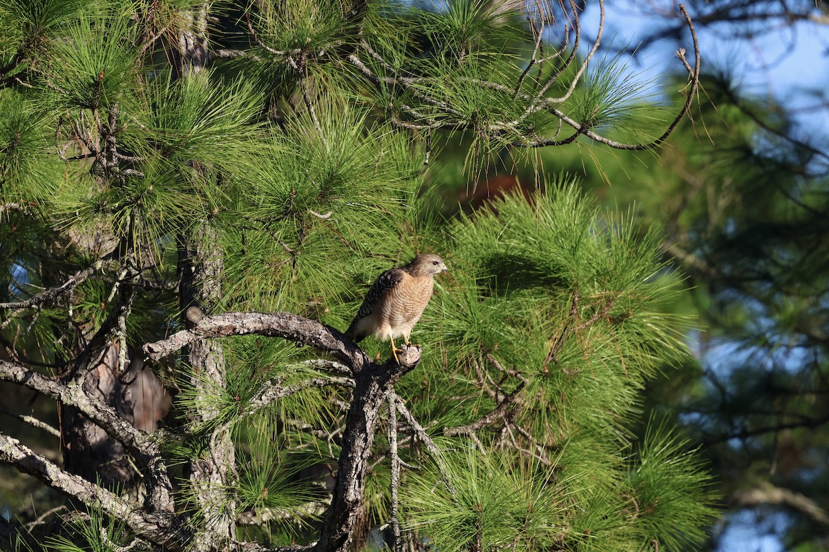Red-shouldered Hawk - ML646876719