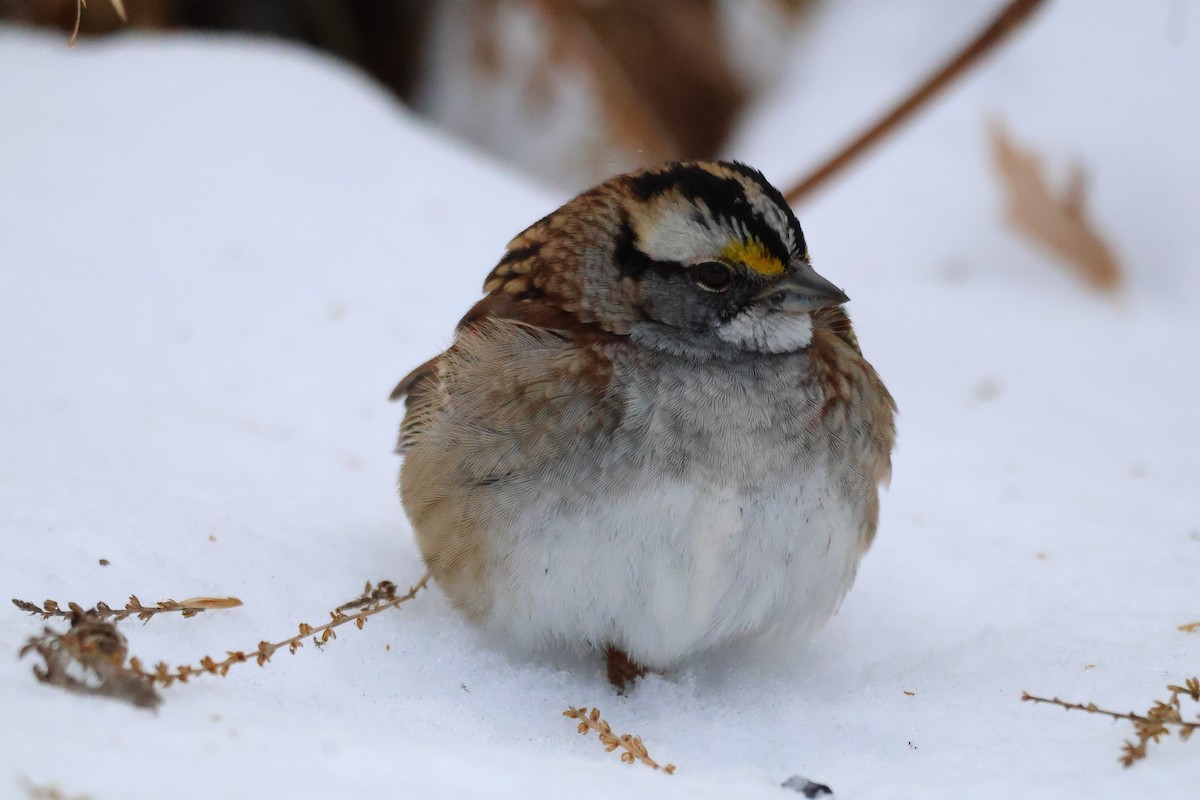 White-throated Sparrow - ML646876720
