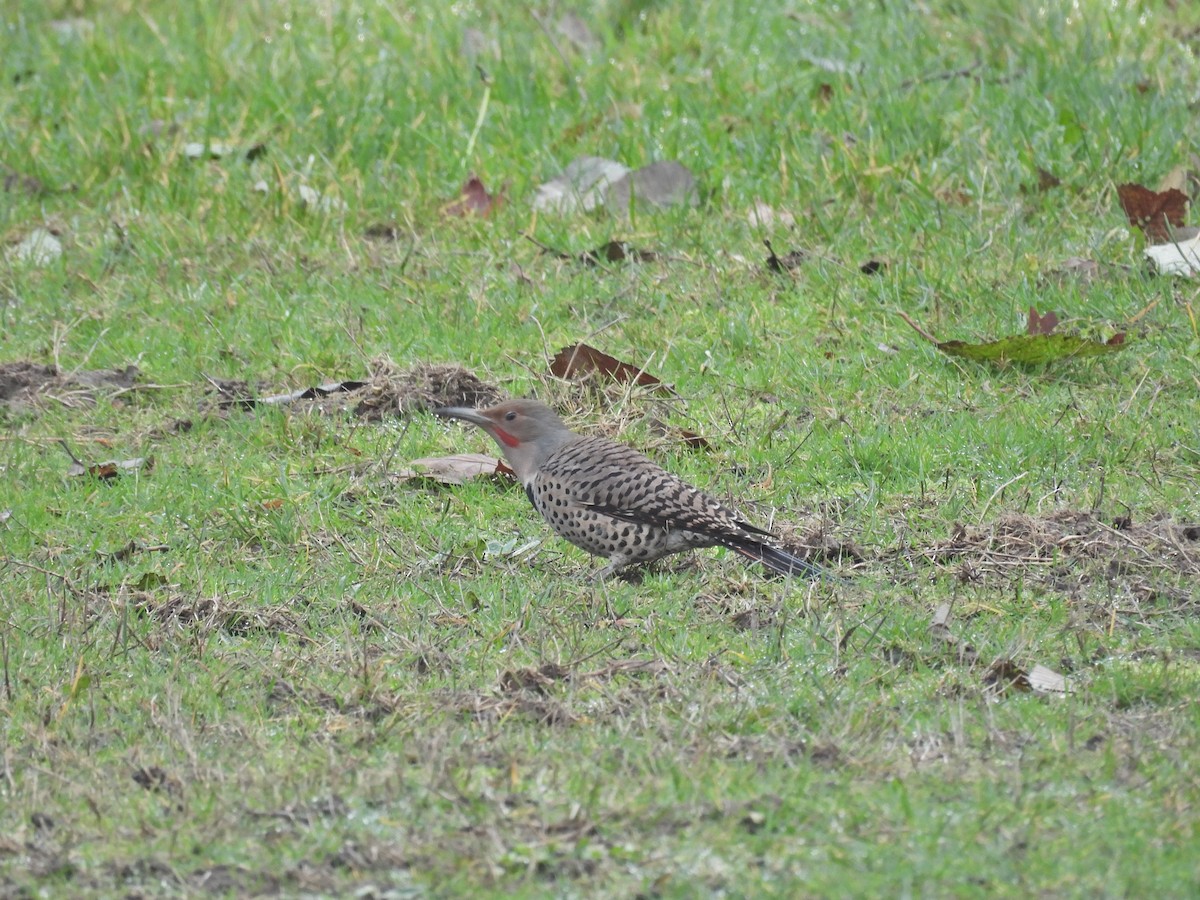 Northern Flicker - ML646876721