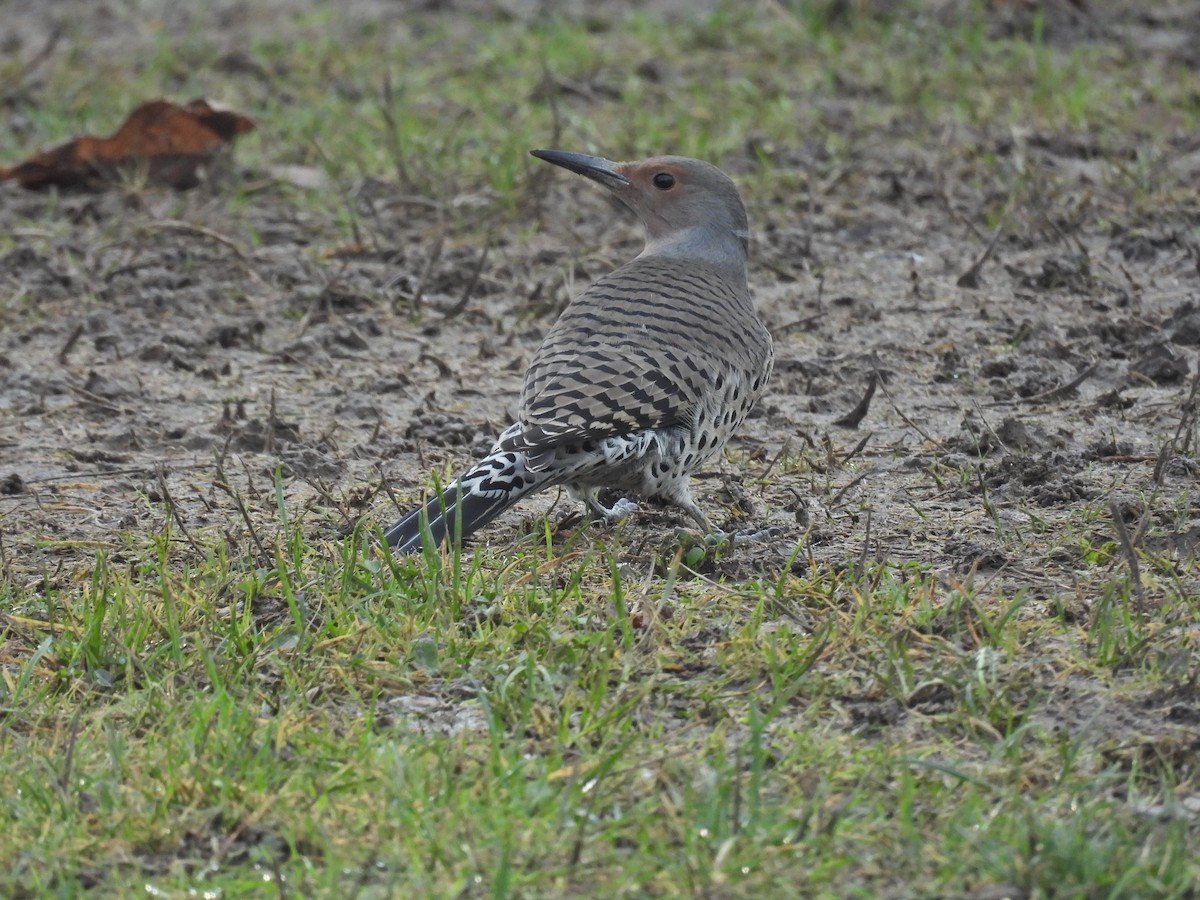 Northern Flicker - ML646876722