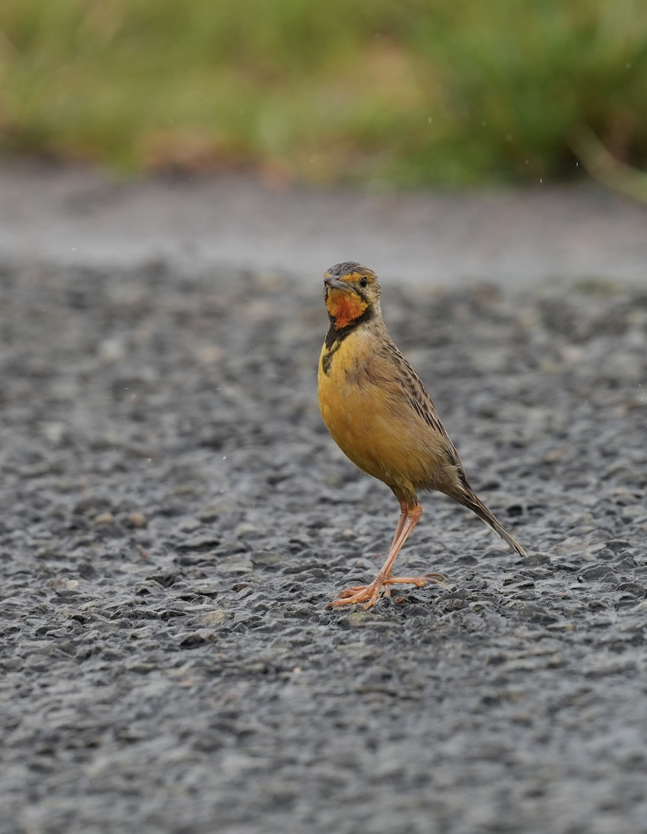 Orange-throated Longclaw - ML646876723