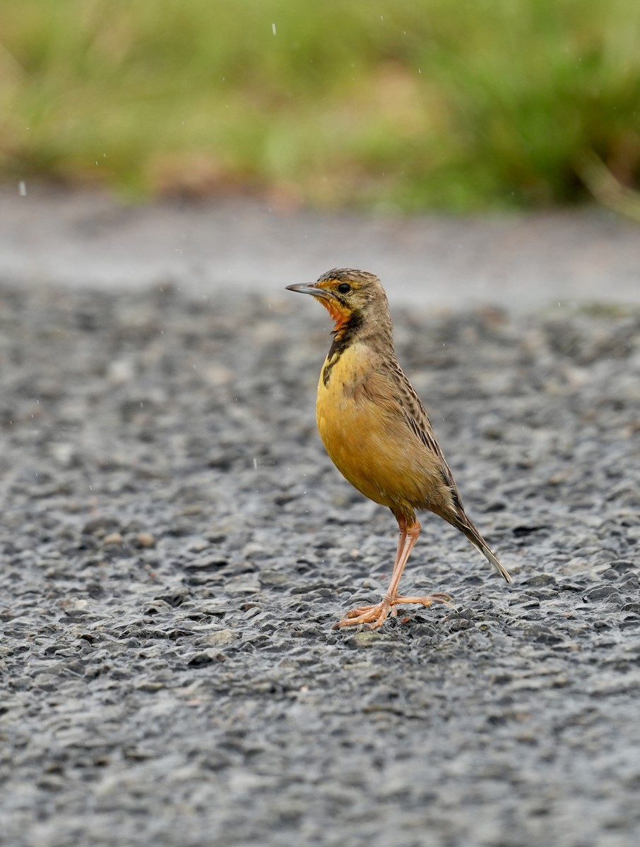 Orange-throated Longclaw - ML646876724