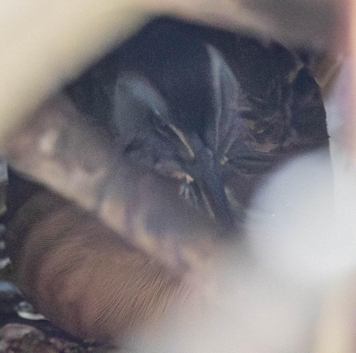 Virginia Rail - ML646876726