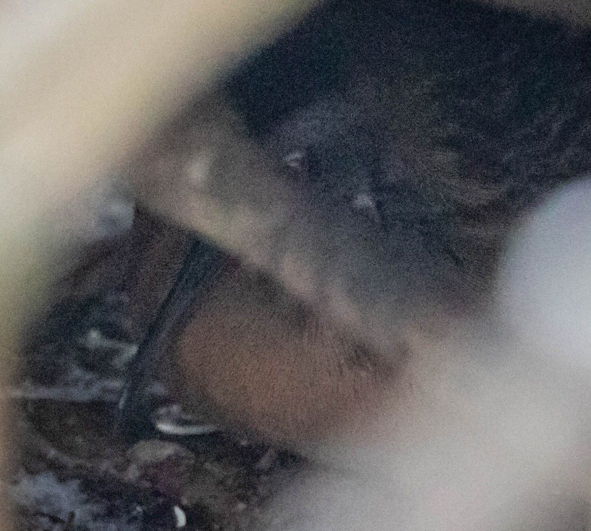 Virginia Rail - ML646876727