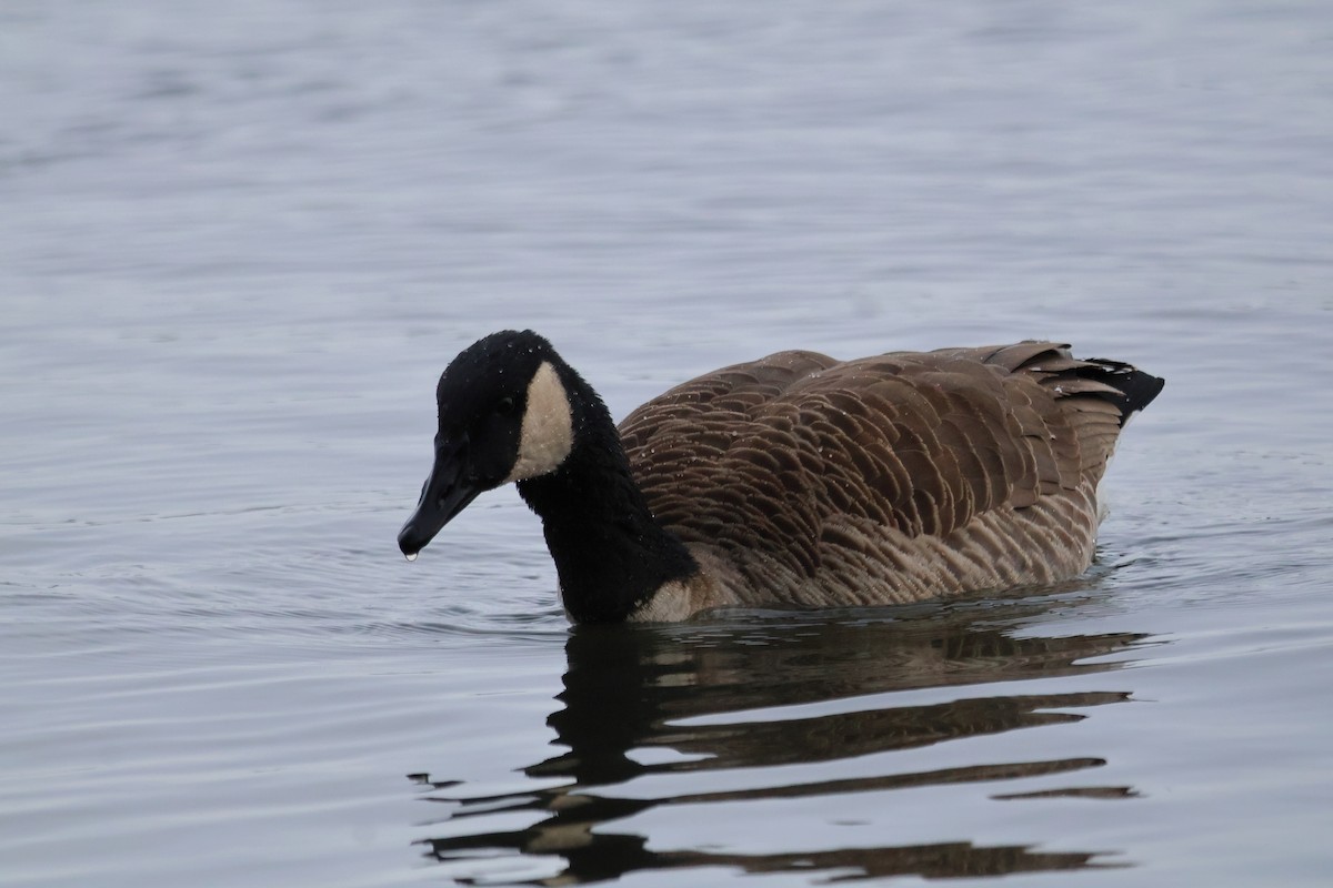 Canada Goose - ML646876729