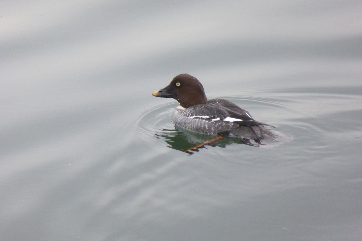 Quattrocchi - ML646876730