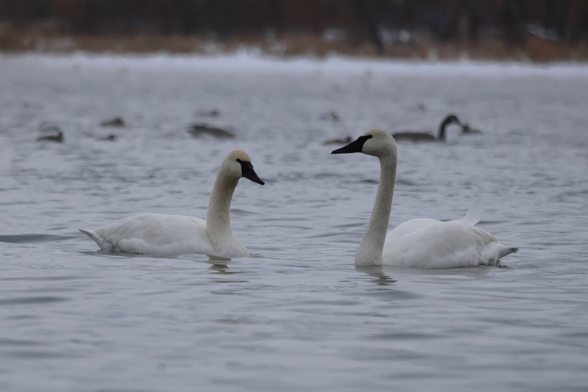 Cisne Chico - ML646876732