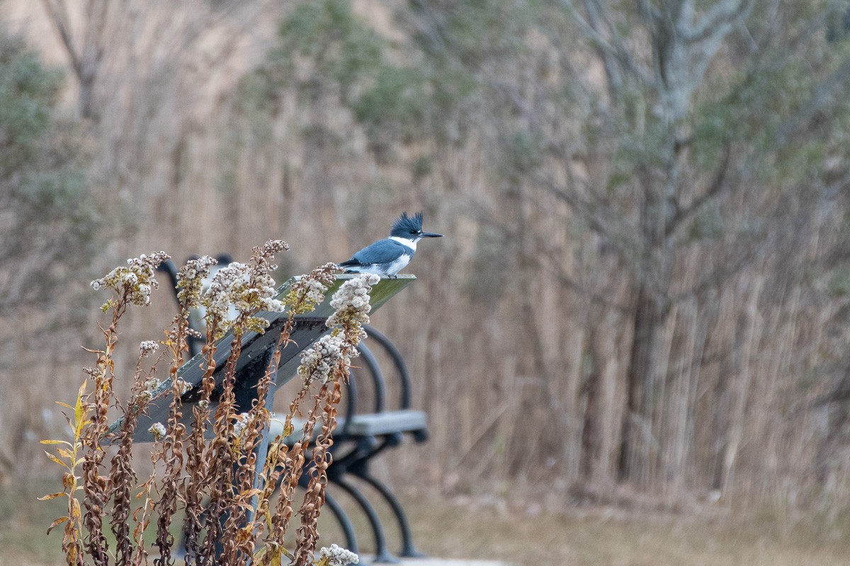 rybařík pruhoprsý - ML646876733